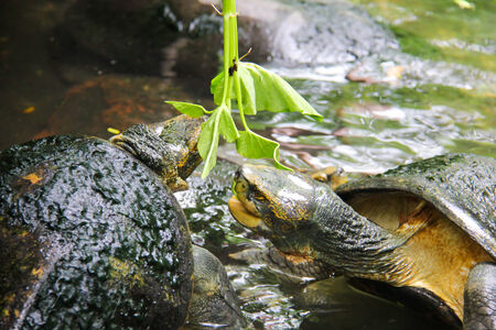 Turtles are feeding