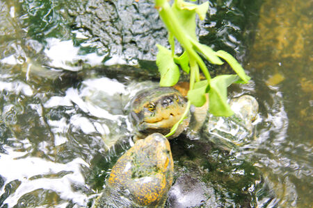 Turtles are feeding
