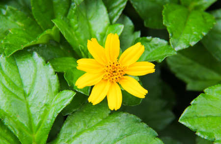 Yellow flower