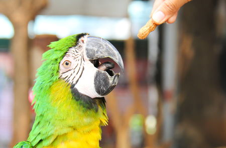 Macaw bird is feeding