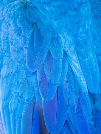 Blue macaw featherの写真素材