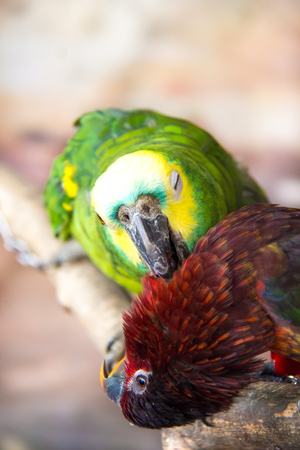 two parrot are snuggleの写真素材