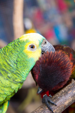 two parrot are snuggleの写真素材