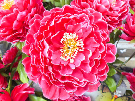 Red flower with yellow blossomの写真素材