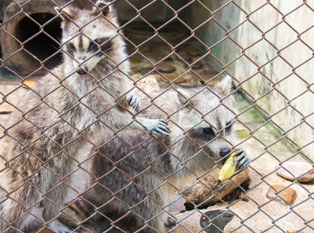 palm civet behind the cageの写真素材