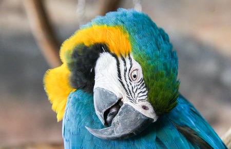 face of macaw sleepy