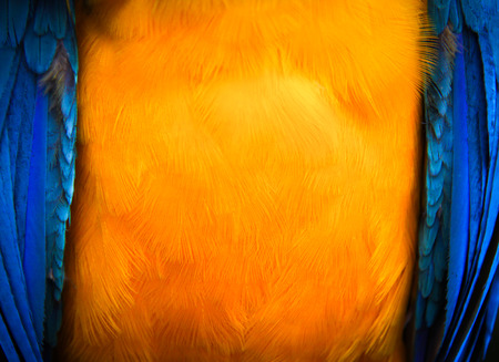 Body part of Macaw birdの写真素材