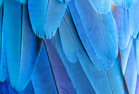 Texture of Macaw featherの写真素材
