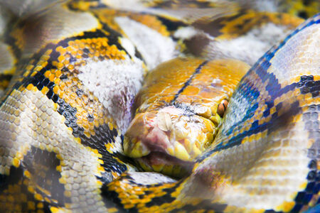 Python is coiling