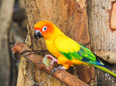 Sunconure is eating the fruit on the branch