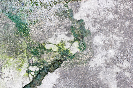 Lichen on the cement floorの写真素材