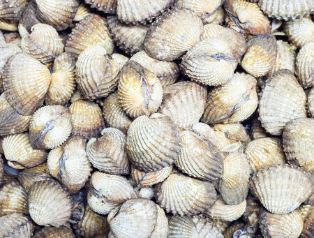 Many scallop on the dishの写真素材