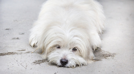 Shih tzu Thai dog is crouching