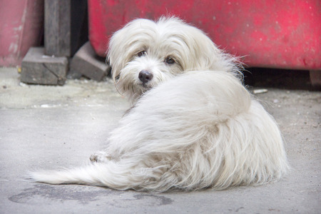 shih tzu Thai dog is crouching and looking somethingの写真素材