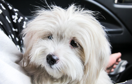 Face of Thai dog, Shih Tzu spicies