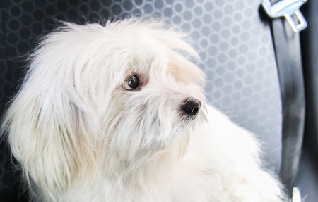 Face of Thai dog, Shih Tzu spiciesの写真素材