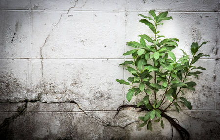 Small plant in front of cement wallの写真素材
