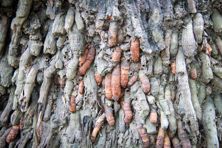 Grunge tree and old roof