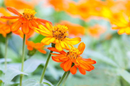 Suvarnapha flower from Thailandの写真素材