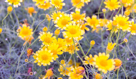Suvarnapha flower in blue tone from Thailandの写真素材