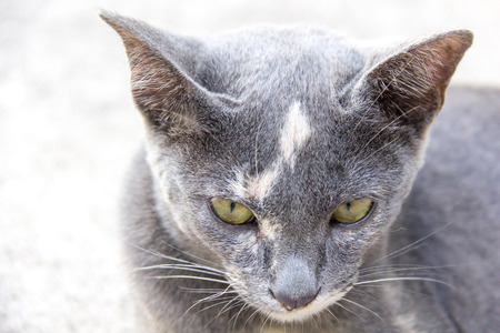 Face of Thai cat roan colorの写真素材