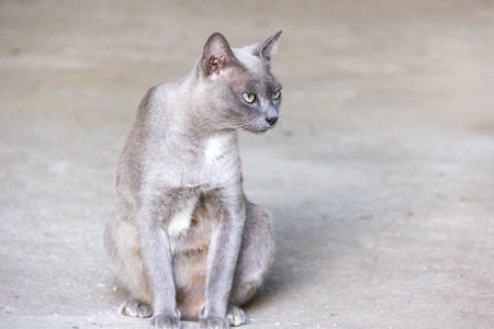 Thai cat roan color is sittingの写真素材