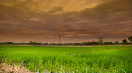 HDR rice field and warm sky background