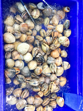 Fresh clams in the ice bucket