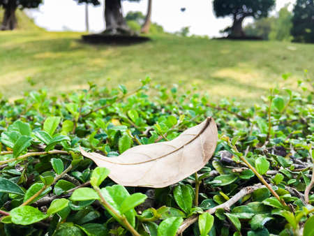 old leaves on the grass backgroundの写真素材