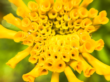 Macro Bloom marigold soft Focusの写真素材