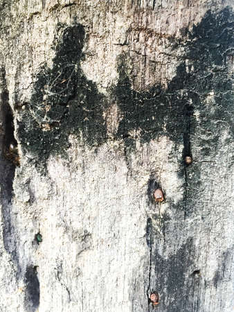 old wood textureの写真素材