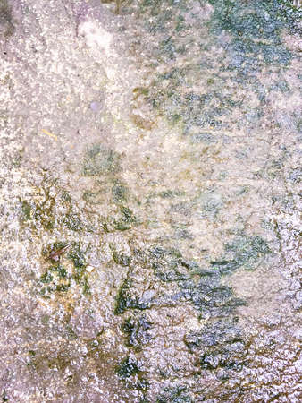 Wet and moist cement floor with the lichenの写真素材