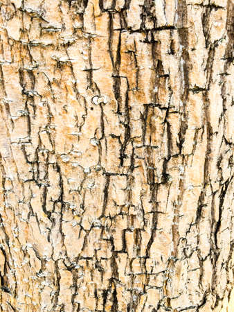 Old Tree textureの写真素材