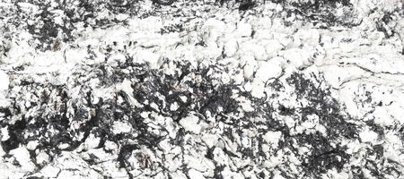 Old Tree texture