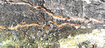 Old Tree texture with mos