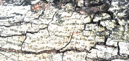 Old Tree texture