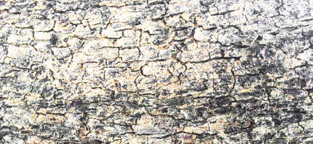 old wood texture