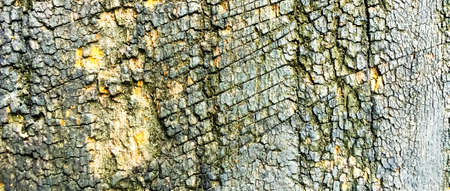 old wood texture