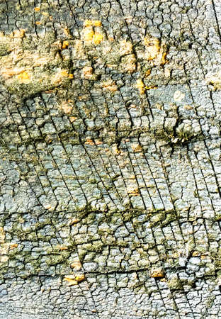 old wood textureの写真素材