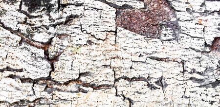 Old Tree texture