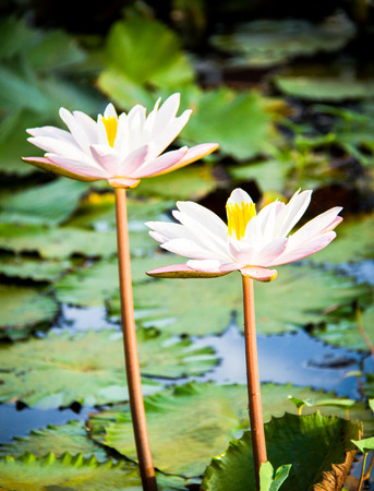 Twin lotusの写真素材