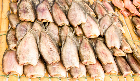 GOURAMI are basking sunの写真素材