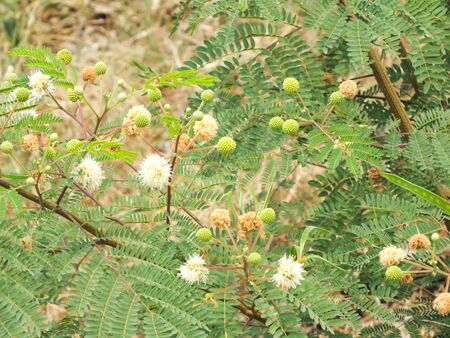 Katin flowersの写真素材