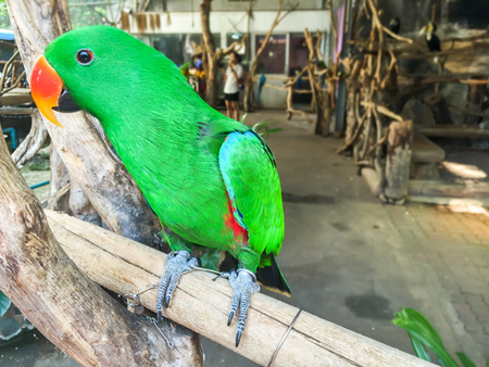 Green parrot on the branchの写真素材