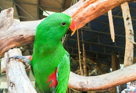 Green parrot on the branch
