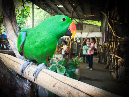 Green parrot on the branch