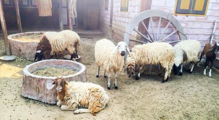 goats in the cageの写真素材