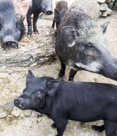 The Boars