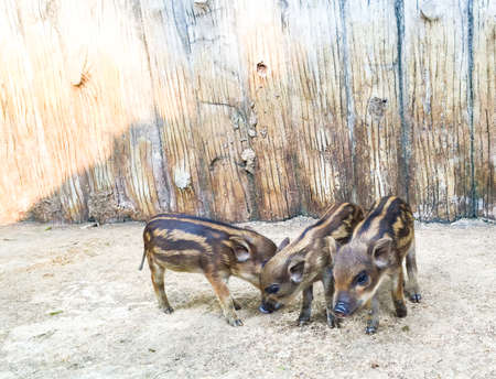The Boars