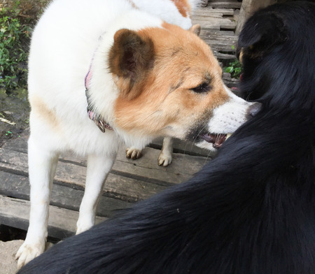 Bangkeaw dog is bite thier hair